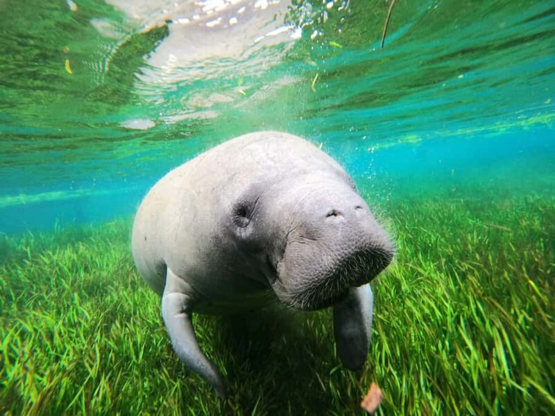 Crystal River: Manatee Swim Tour - FAQ