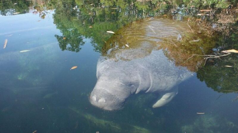 Crystal River: Manatee Viewing Cruise - In-Depth Review of the Experience