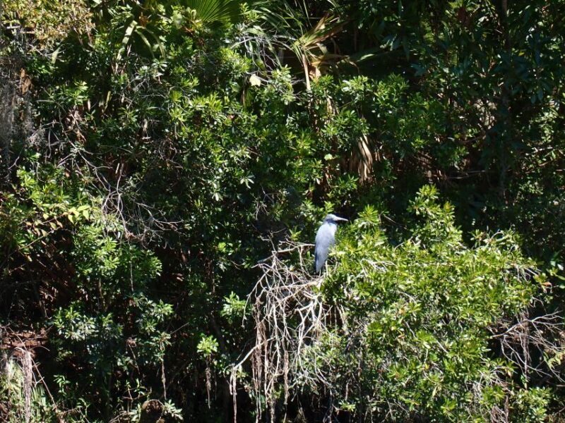 Crystal River: Manatee Viewing Cruise - FAQs