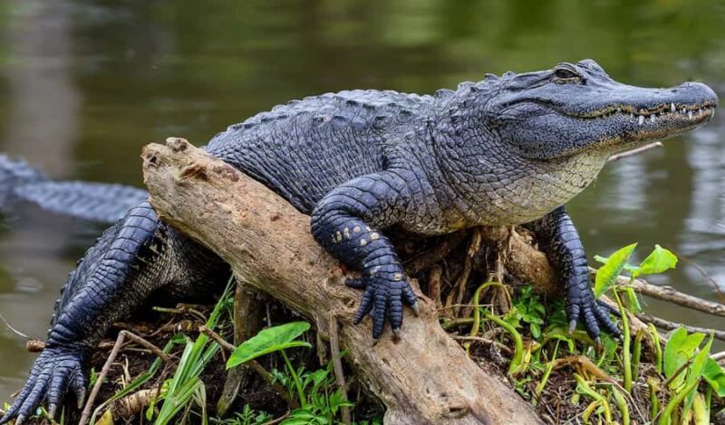 Crystal River: Naturalist Guide Eco Wildlife Manatee Tour - Exploring the Crystal River Eco Wildlife Tour