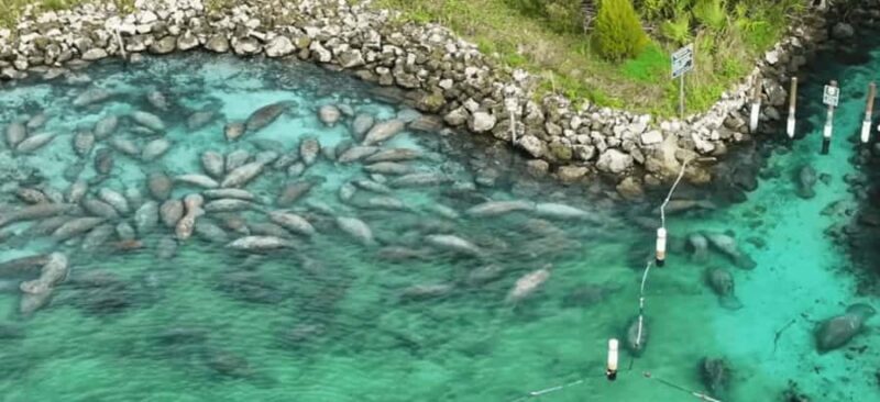 Crystal River: Naturalist Guide Eco Wildlife Manatee Tour - What Past Participants Say
