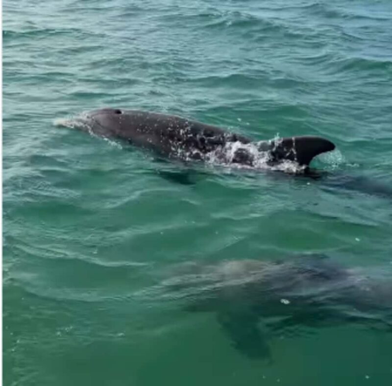 Crystal River: Naturalist Guide Eco Wildlife Manatee Tour - Why This Tour Matters for Your Trip