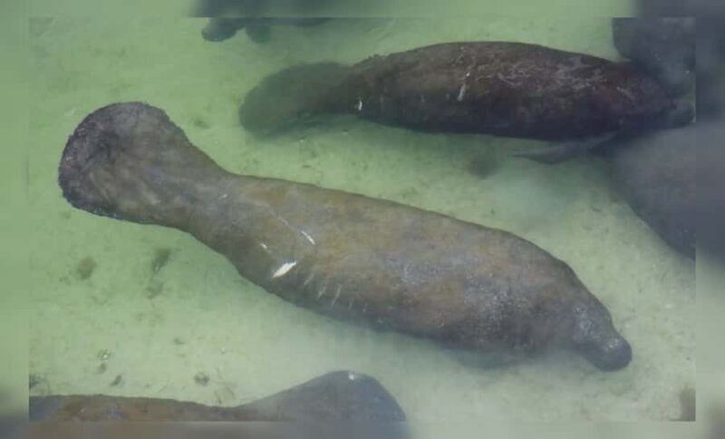 Crystal River: Naturalist Guide Eco Wildlife Manatee Tour - Final Thoughts: Who Should Consider This Tour?