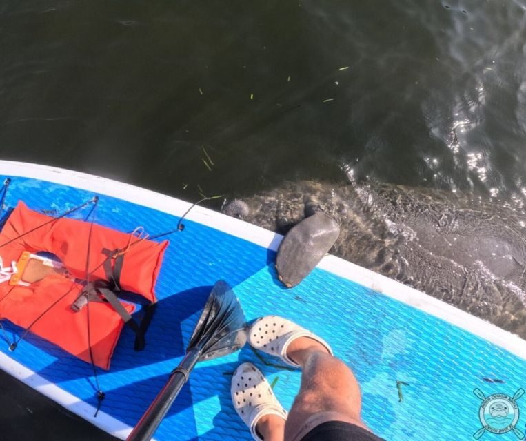 Crystal River: Paddle Board Rental - Key Points