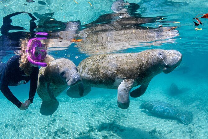 Crystal River - Private Manatee Snorkel Tour - The Details: What to Expect from the Tour