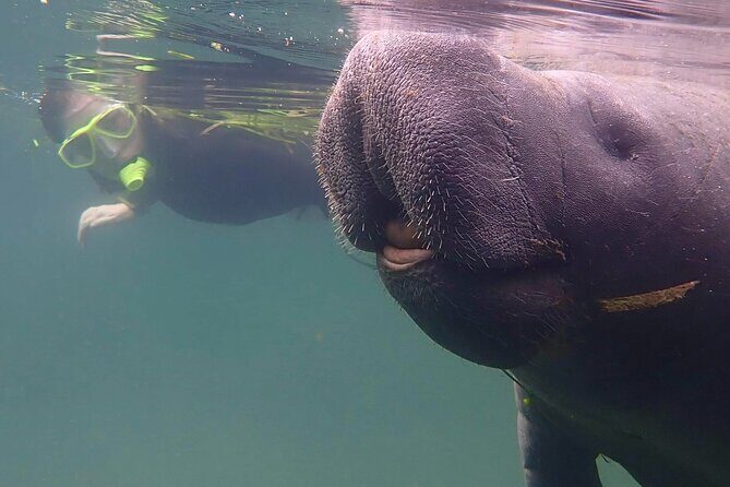 Crystal River - Private Manatee Snorkel Tour - Who Should Consider This Tour?