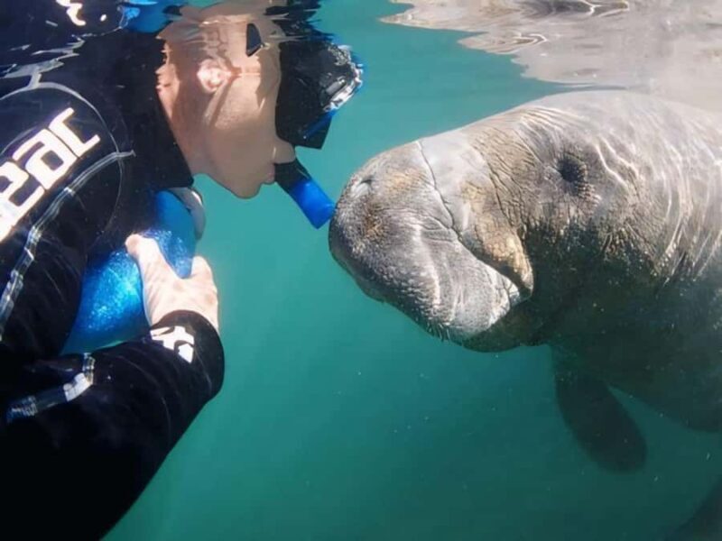 Crystal River: Semi-Private Manatee Swim With Heated Boat - Key Points