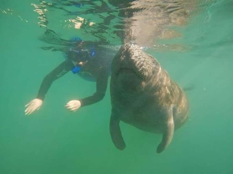 Crystal River: Semi-Private Manatee Swim With Heated Boat - The Experience: What You Can Expect