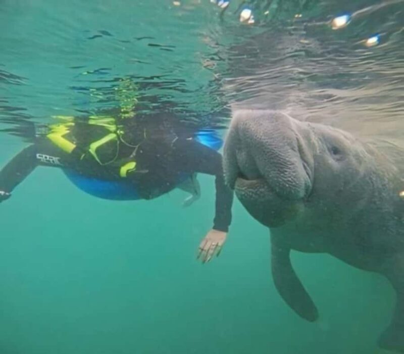 Crystal River: Semi-Private Manatee Swim With Heated Boat - The Value: Is It Worth the Price?