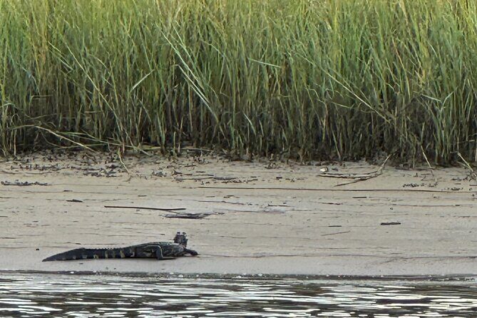 Crystal River Shell Island Adventure - The Sum Up: The Perfect Short Escape into Nature