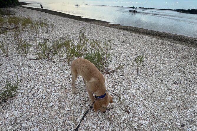 Crystal River Shell Island Adventure - FAQ