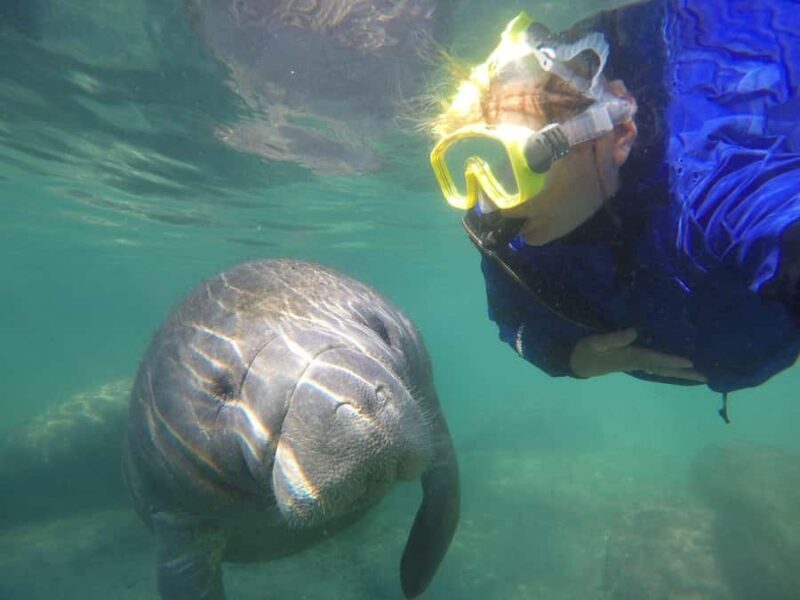 Crystal River: Small-Group Manatee Snorkeling Tour - Key Points