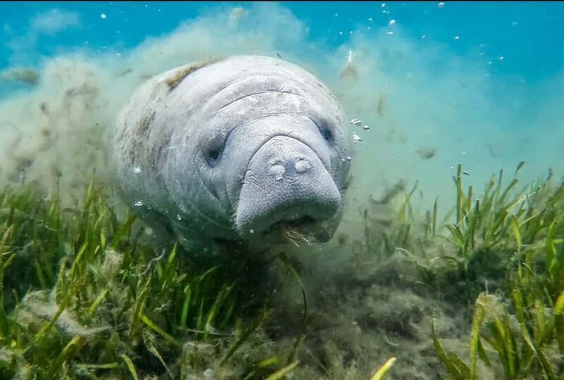Crystal River: Small-Group Manatee Snorkeling Tour - Authentic Encounters and Honest Feedback