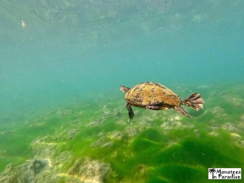 Crystal River: Small-Group Manatee Snorkeling Tour - The Sum Up