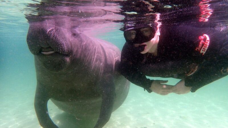 Crystal River: Snorkel with Manatees & Dolphin Airboat Trip - Key Points
