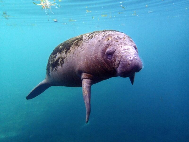 Crystal River: Snorkel with Manatees & Dolphin Airboat Trip - Authentic Feedback from Participants