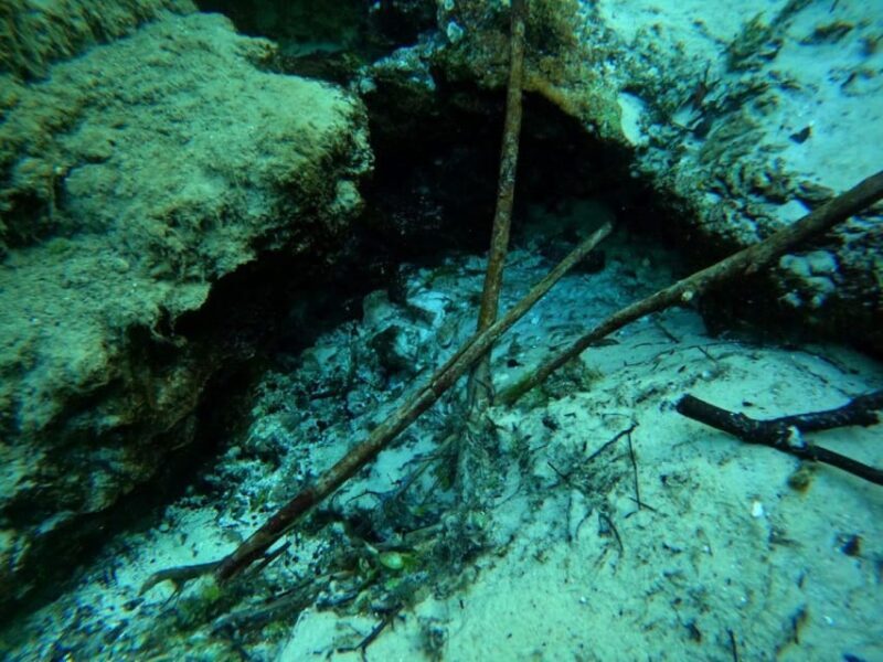 Crystal River: Springs Snorkeling Tour - Final Thoughts