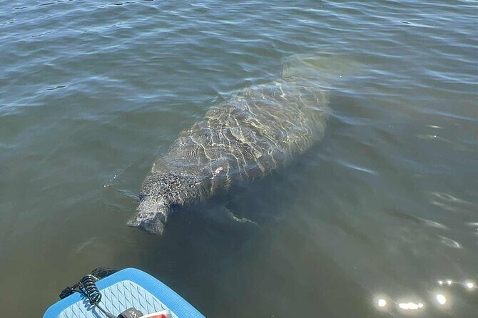 Crystal River Sunrise Manatee Clear Kayak Tour - An In-Depth Look at the Tour Experience