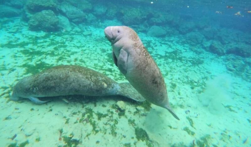 Crystal River: VIP Kayak and Swim with Manatees Tour - Key Points