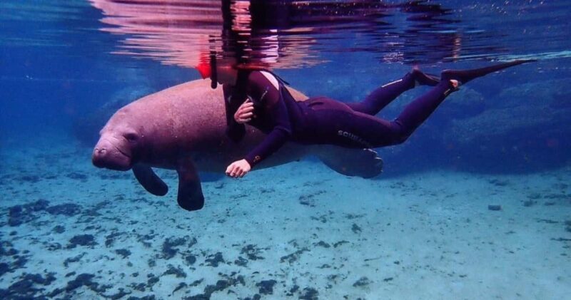 Crystal River: VIP Kayak and Swim with Manatees Tour - An In-Depth Look at the Tour Experience