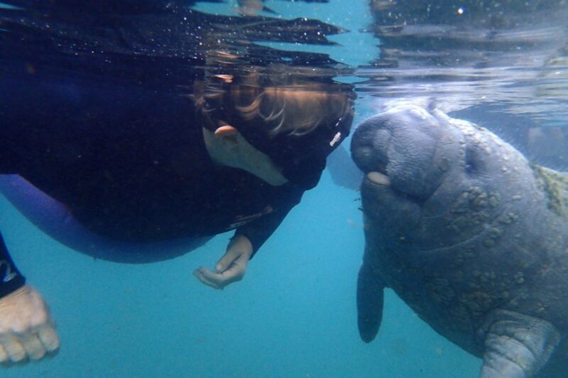 Crystal River: VIP Manatee Swim w/ In-water Photographer - Key Points