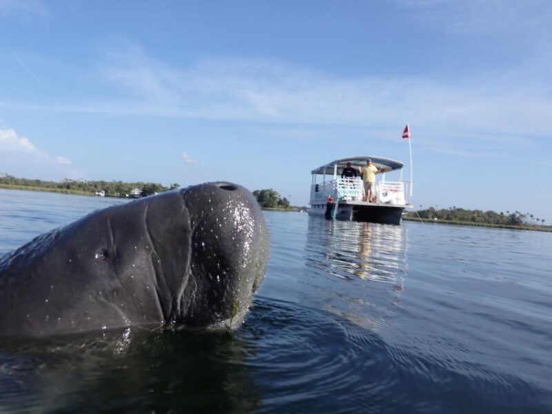 Crystal River: VIP Manatee Swim w/ In-water Photographer - The Natural Habitat and Encounters