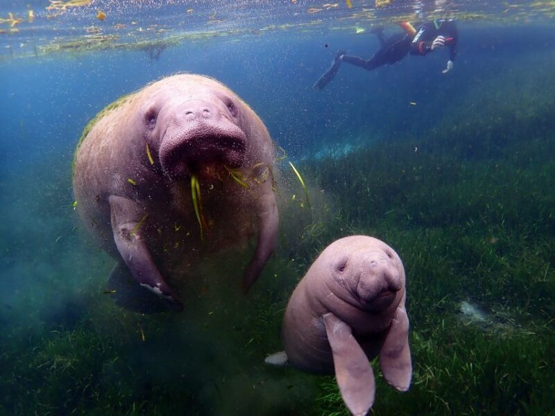 Crystal River: VIP Manatee Swim w/ In-water Photographer - The Guides and Their Impact