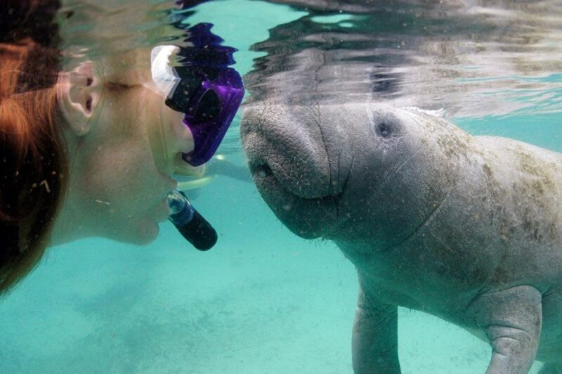 Crystal River: VIP Manatee Swim w/ In-water Photographer - Comfort and Additional Perks