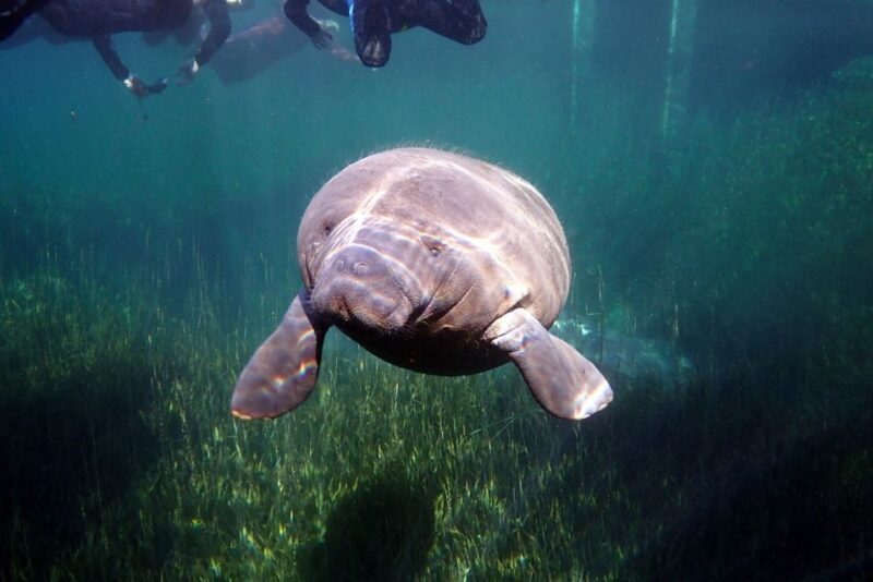 Crystal River: VIP Manatee Swim w/ In-water Photographer - Who Should Book This Tour?