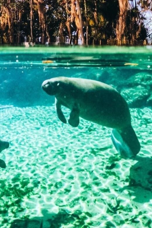 Crystal River:Three Sisters Springs Guided Kayak & Swim Tour - The Sum Up: Is This Tour Worth Your Time?