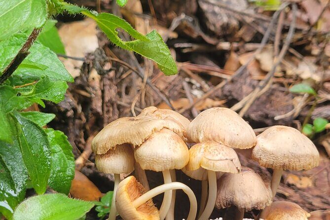 Cuajimoloyas Private Hiking Bushwalking Oaxaca Adventure - Who Should Consider This Tour?