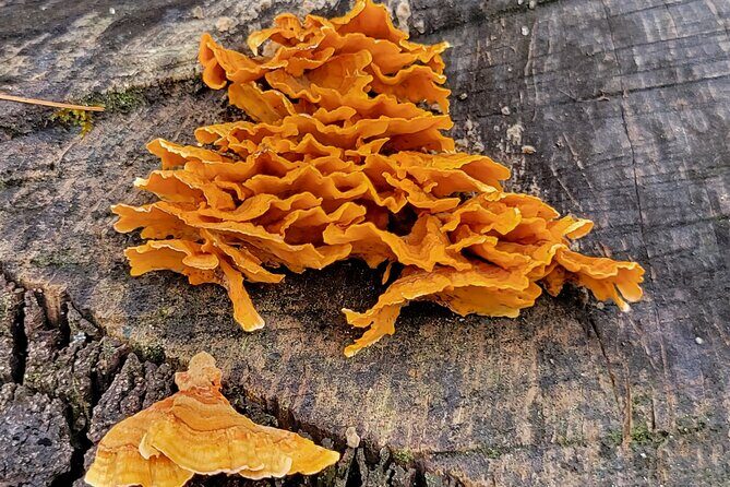 Cuajimoloyas Private Hiking Bushwalking Oaxaca Adventure - FAQ