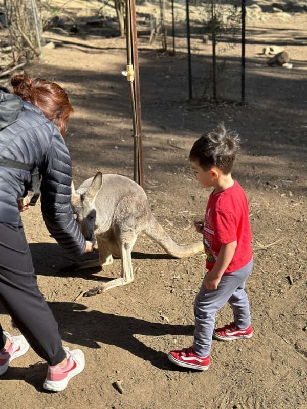 Cuddle a Koala and Historic Hahndorf Tour - Key Points