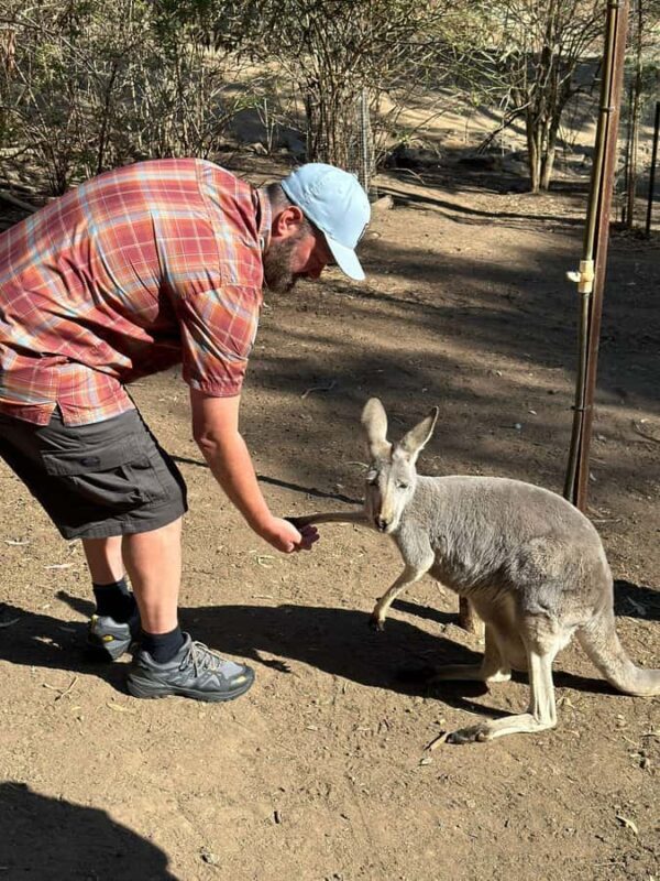 Cuddle a Koala and Historic Hahndorf Tour - An In-Depth Look at the Tour Experience