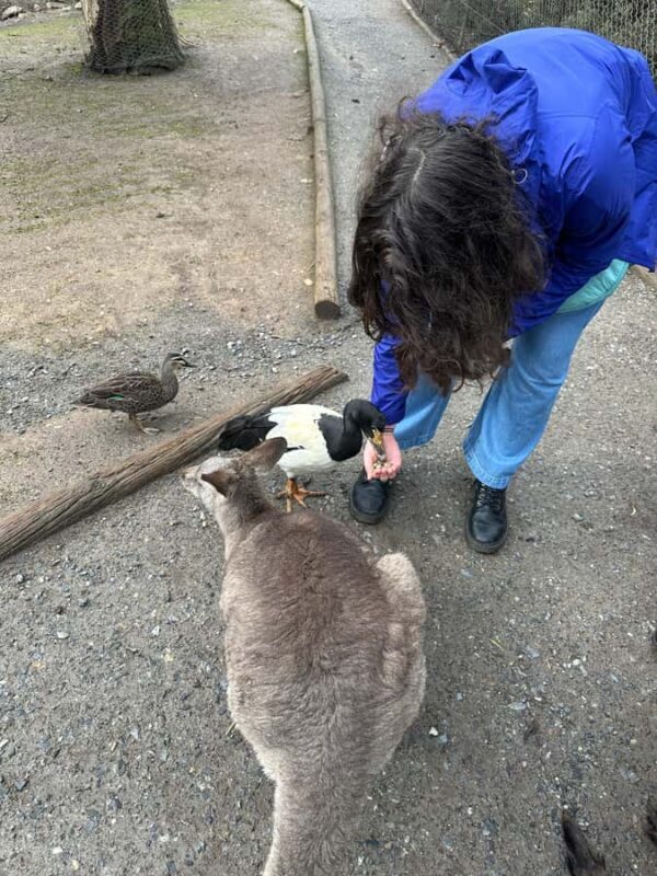 Cuddle a Koala and Historic Hahndorf Tour - Who Will Love This Tour?