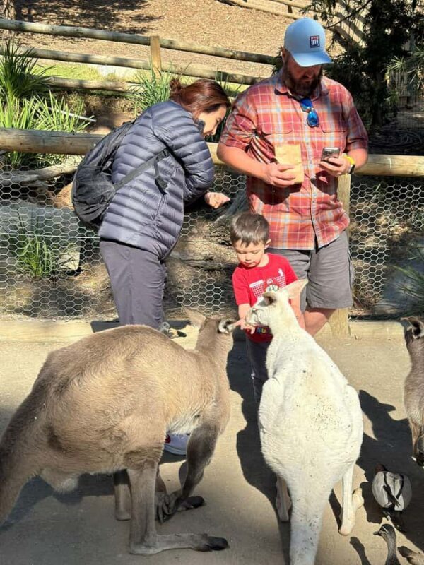 Cuddle a Koala and Historic Hahndorf Tour - The Sum Up