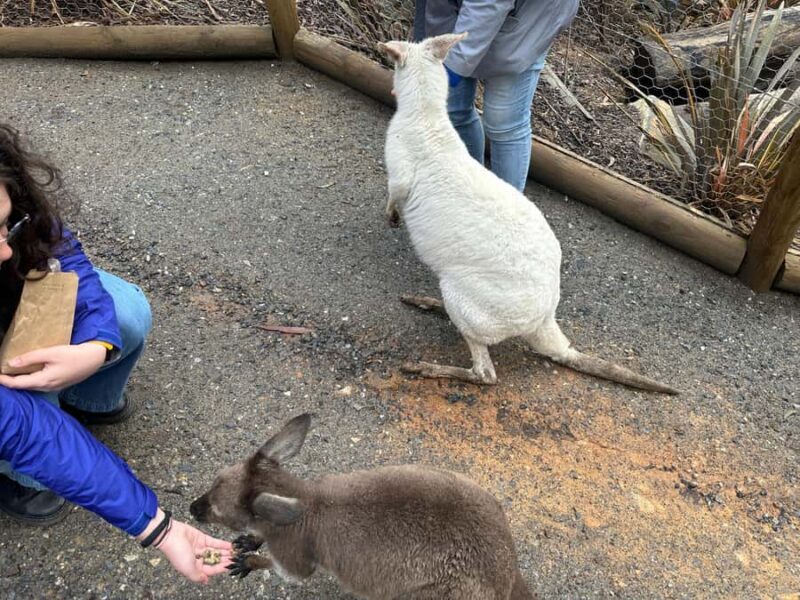 Cuddle a Koala and Historic Hahndorf Tour - FAQs