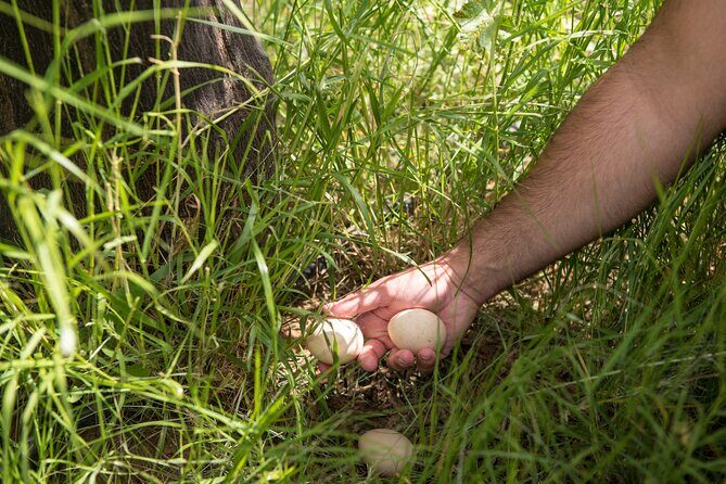 Culinary Agristory in Vathis - Kalymnos - Key Points