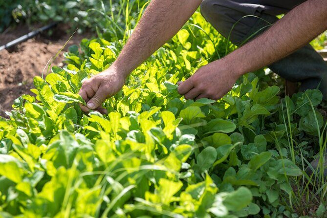 Culinary Agristory in Vathis - Kalymnos - An In-Depth Look at the Culinary Agristory Tour in Vathis