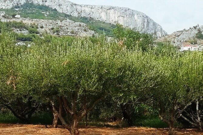 culinary half-day excursion in Klis Olive tree Garden - Final Thoughts: Who Will Love This Tour?