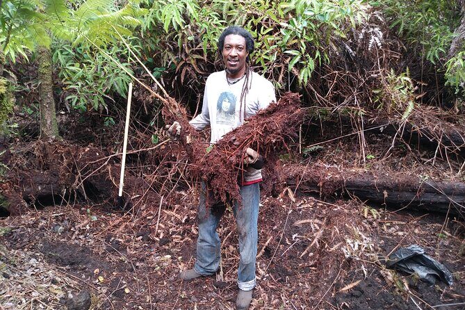 Cultivate Hapuu Ferns with Citrus Tea in the Hawaiian Rainforest - Exploring the Itinerary: What to Expect