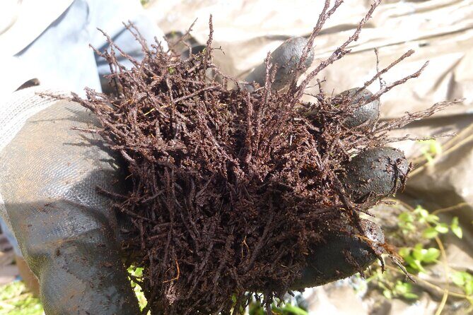 Cultivate Hapuu Ferns with Citrus Tea in the Hawaiian Rainforest - Final Thoughts