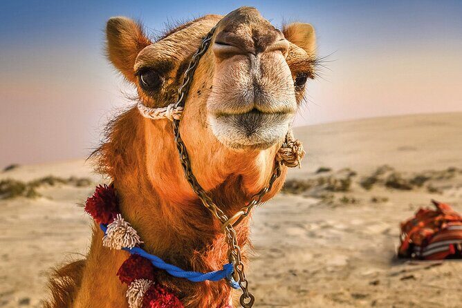 Cultural excursion for one day to Tangier with ferry included - Key Points