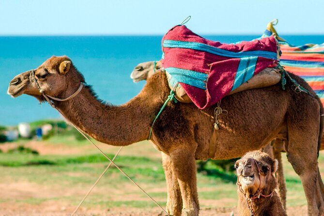 Cultural excursion for one day to Tangier with ferry included - The Experience Breakdown: What to Expect