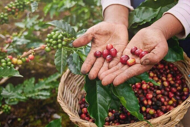 Cultural Immersion in Cacao and Coffee in the Southern Sierra of Oaxaca - Discovering the Heart of Oaxaca’s Cacao and Coffee Culture: A Practical Review