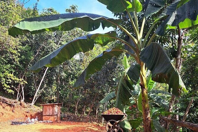 Cultural Immersion in Cacao and Coffee in the Southern Sierra of Oaxaca - Key Points