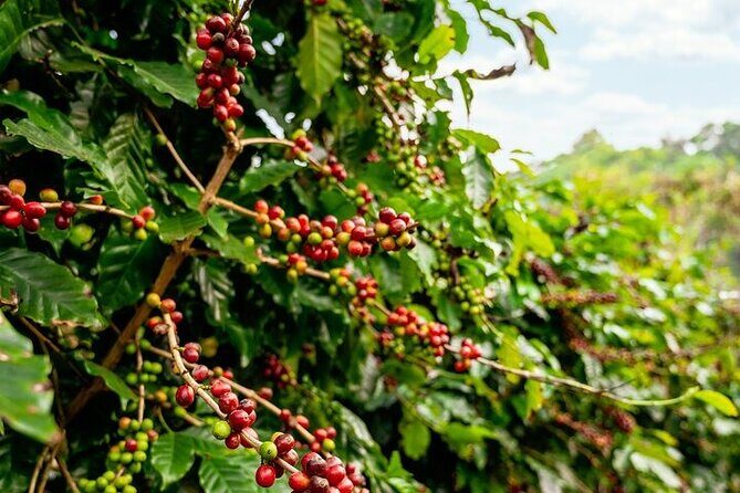 Cultural Immersion in Cacao and Coffee in the Southern Sierra of Oaxaca - Visiting Local Families in Benito Juárez: More Than Just a Visit