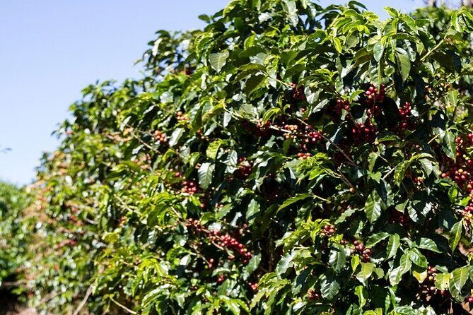 Cultural Immersion in Cacao and Coffee in the Southern Sierra of Oaxaca - Coffee and Cacao: A Sensory Journey