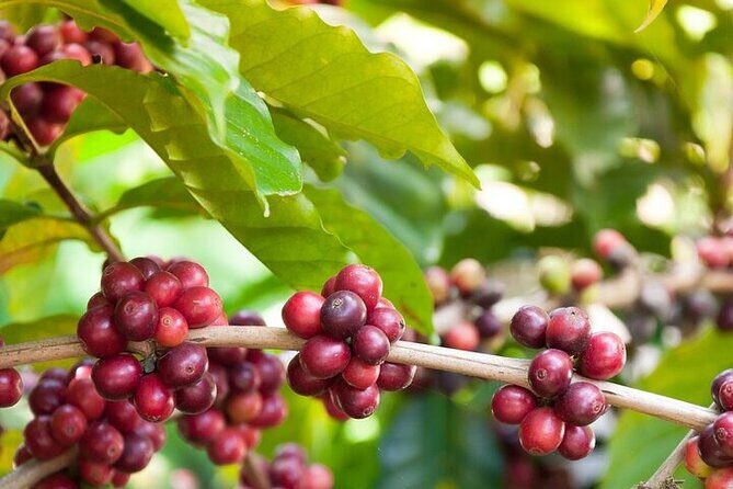 Cultural Immersion in Cacao and Coffee in the Southern Sierra of Oaxaca - Scenic Highlights and Practical Details