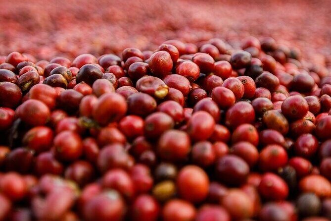 Cultural Immersion in Cacao and Coffee in the Southern Sierra of Oaxaca - FAQs